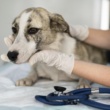 Piometra: la grave infección que puede ser mortal para las perras