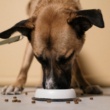 ¿Cuáles son los beneficios de un alimento premium para nuestras mascotas?