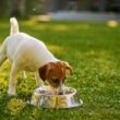 Comida holística para perros, lo nuevo en alimentación canina