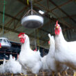 Animal Libre sobre gripe aviar: «La industria de la carne está provocando estas pandemias»