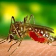 ¿Es el dengue una enfermedad autóctona en Chile?