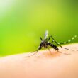 Alerta por Dengue: ¿Cómo evitar el contagio?